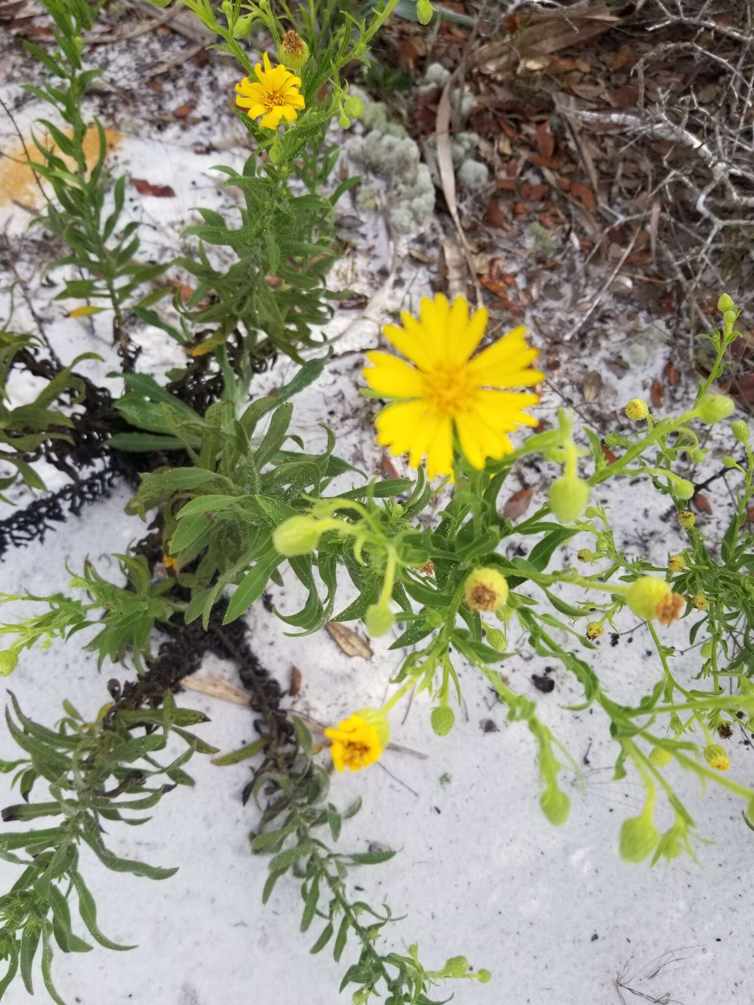 Chrysopsis delaneyi Wunderlin & Semple resmi