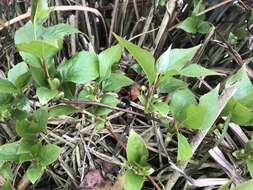 Image de Schisandra arisanensis Hayata