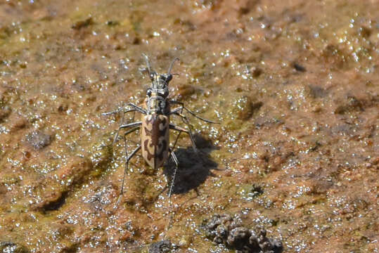 Image of Ellipsoptera macra (Le Conte 1856)