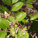 Image of Phyllanthus lobocarpus Benth.