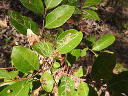 Image of Phyllanthus lobocarpus Benth.