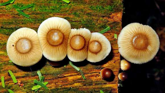 Image of Tricholoma margarita (Murrill) Murrill 1940