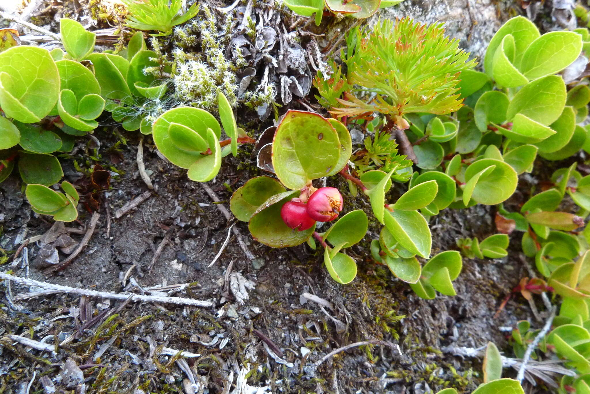 Gaultheria humifusa (R. Grah.) Rydb. resmi