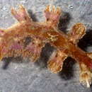 Image of Hancockia burni T. E. Thompson 1972