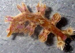 Image of Hancockia burni T. E. Thompson 1972