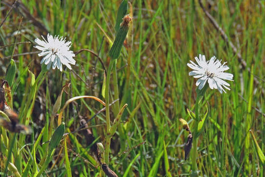 Image of Picrosia longifolia D. Don