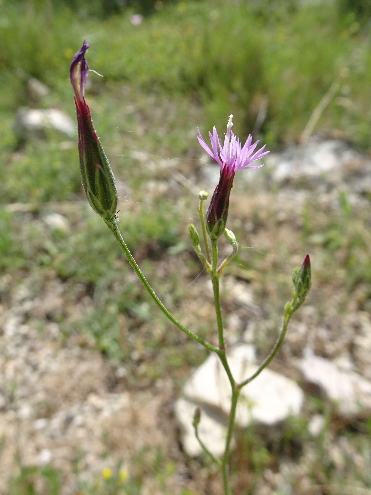 Image of common crupina