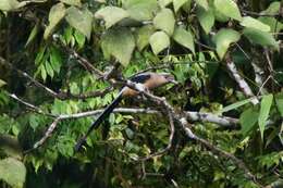 Image of Bornean Treepie