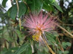 Image of Calliandra angustifolia Benth.