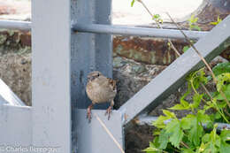 Image of Passer domesticus domesticus (Linnaeus 1758)