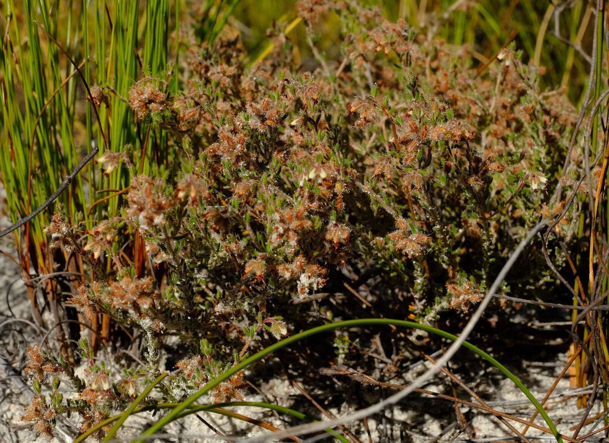 Image of Erica arachnocalyx E. G. H. Oliver