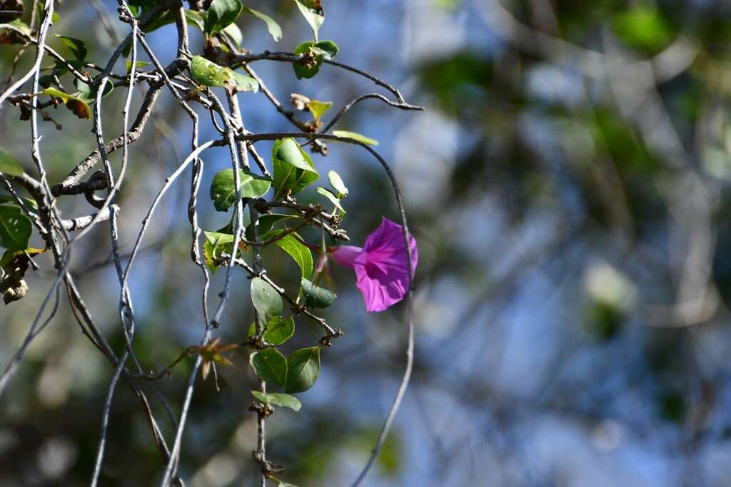 Image of Ipomoea bernoulliana Peter