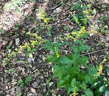 Image of eared goldenrod