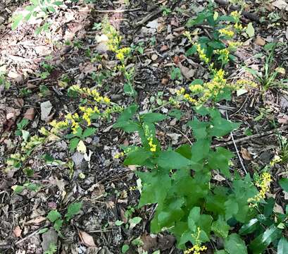 Image of eared goldenrod