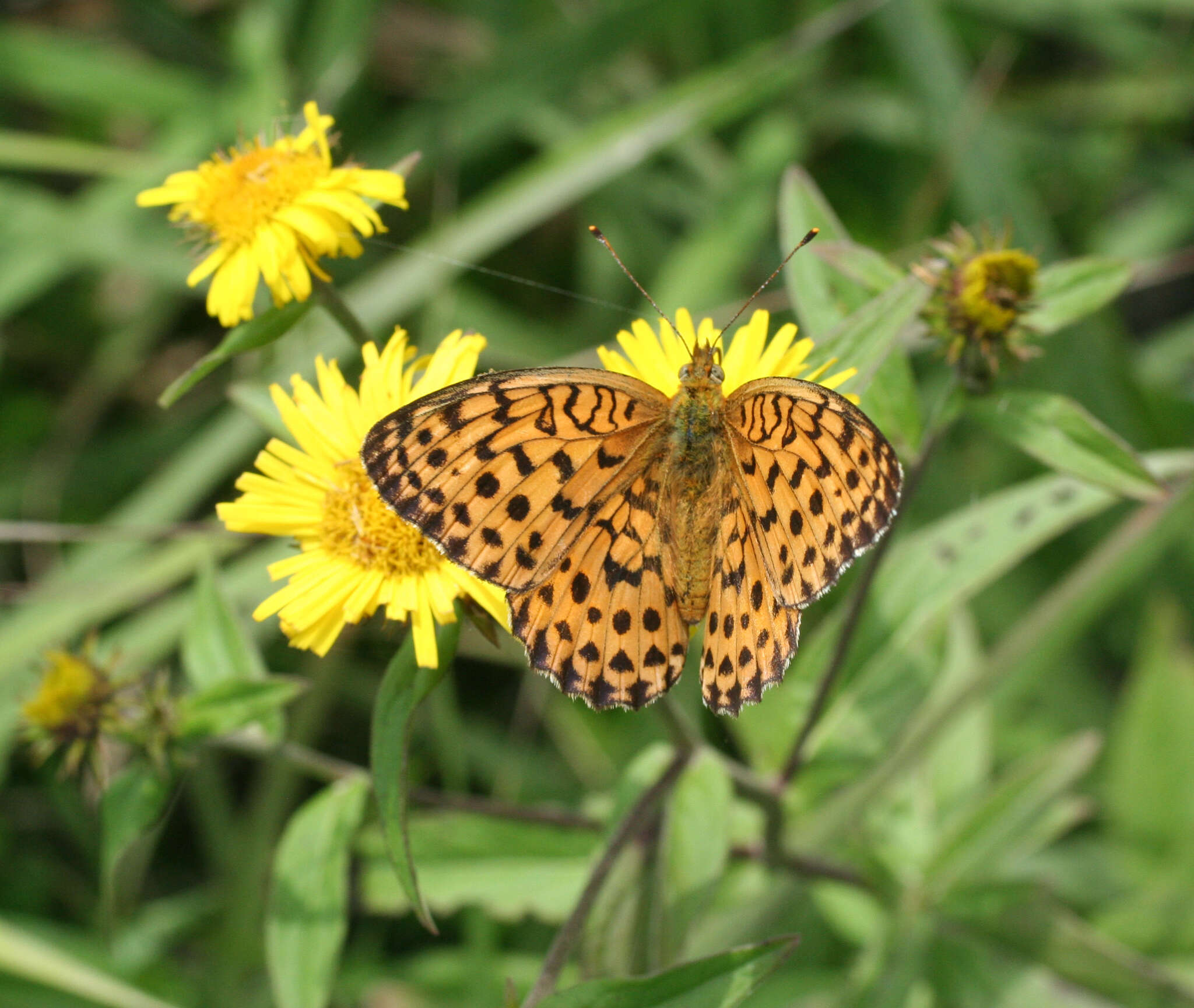 Imagem de Inula japonica Thunb.