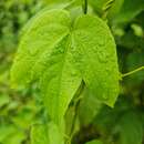 Image of Dalechampia tamifolia Lam.