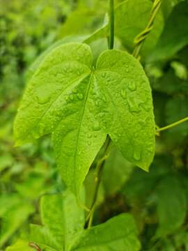 Image of Dalechampia tamifolia Lam.