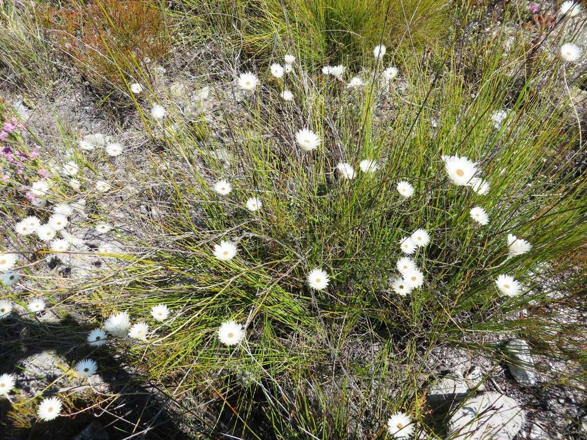 Image of Edmondia sesamoides (L.) O. M. Hilliard