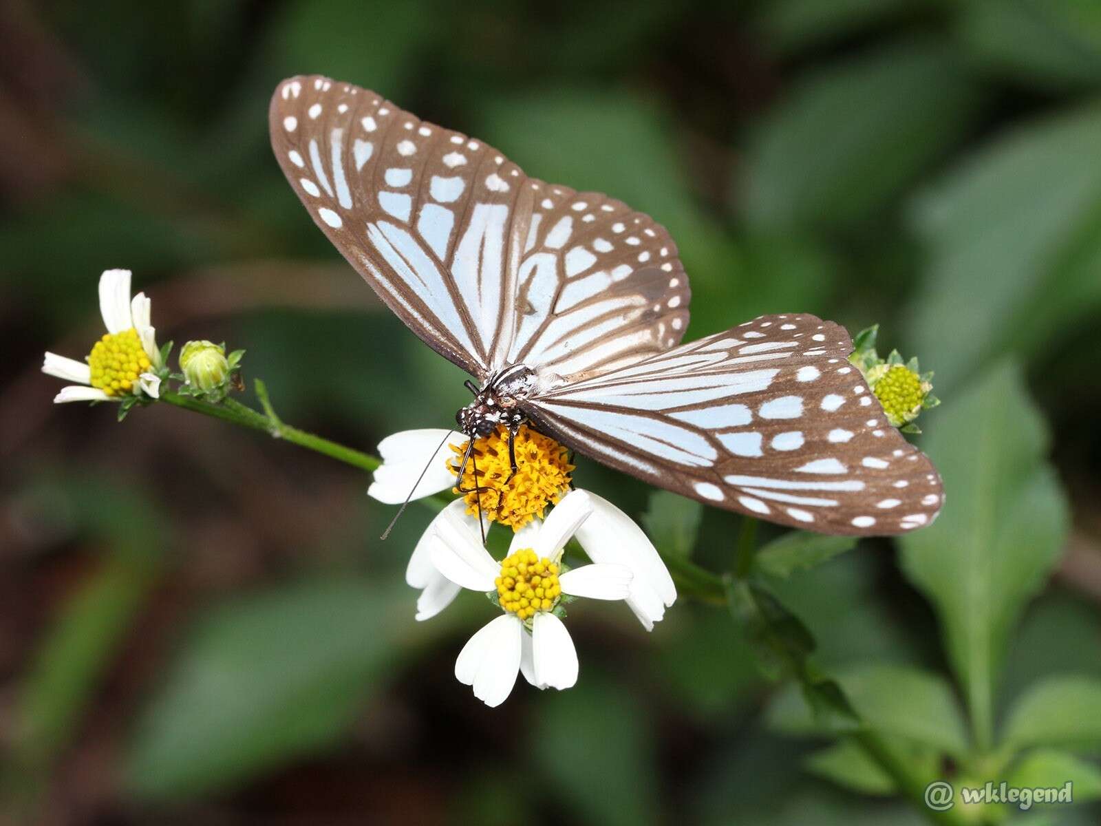 Imagem de Parantica aglea melanoides