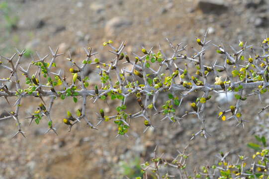 Image of Randia spinifex (Roem. & Schult.) Standl.