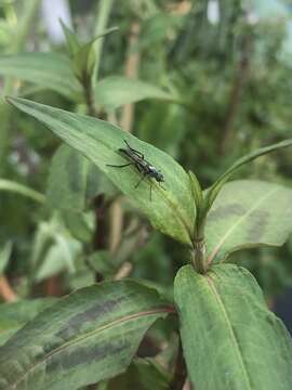 Image of Taenogerella elizabethae Winterton, Irwin & Yeates 1999