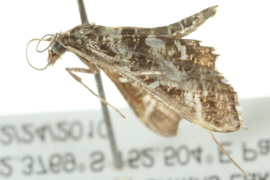 Image of <i>Diasemiopsis ramburialis</i> Duponchel 1834