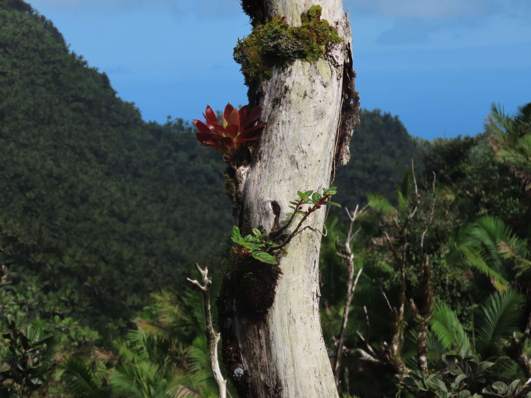 Image of tibey de cresta