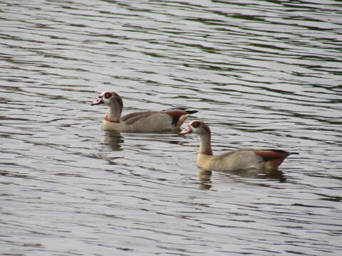 Image of Egyptian Goose