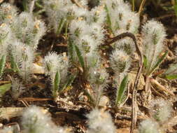 Image of Plantago bellardii All.