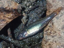 Image of Firetail gudgeon
