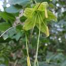 Image of Cobaea lutea D. Don