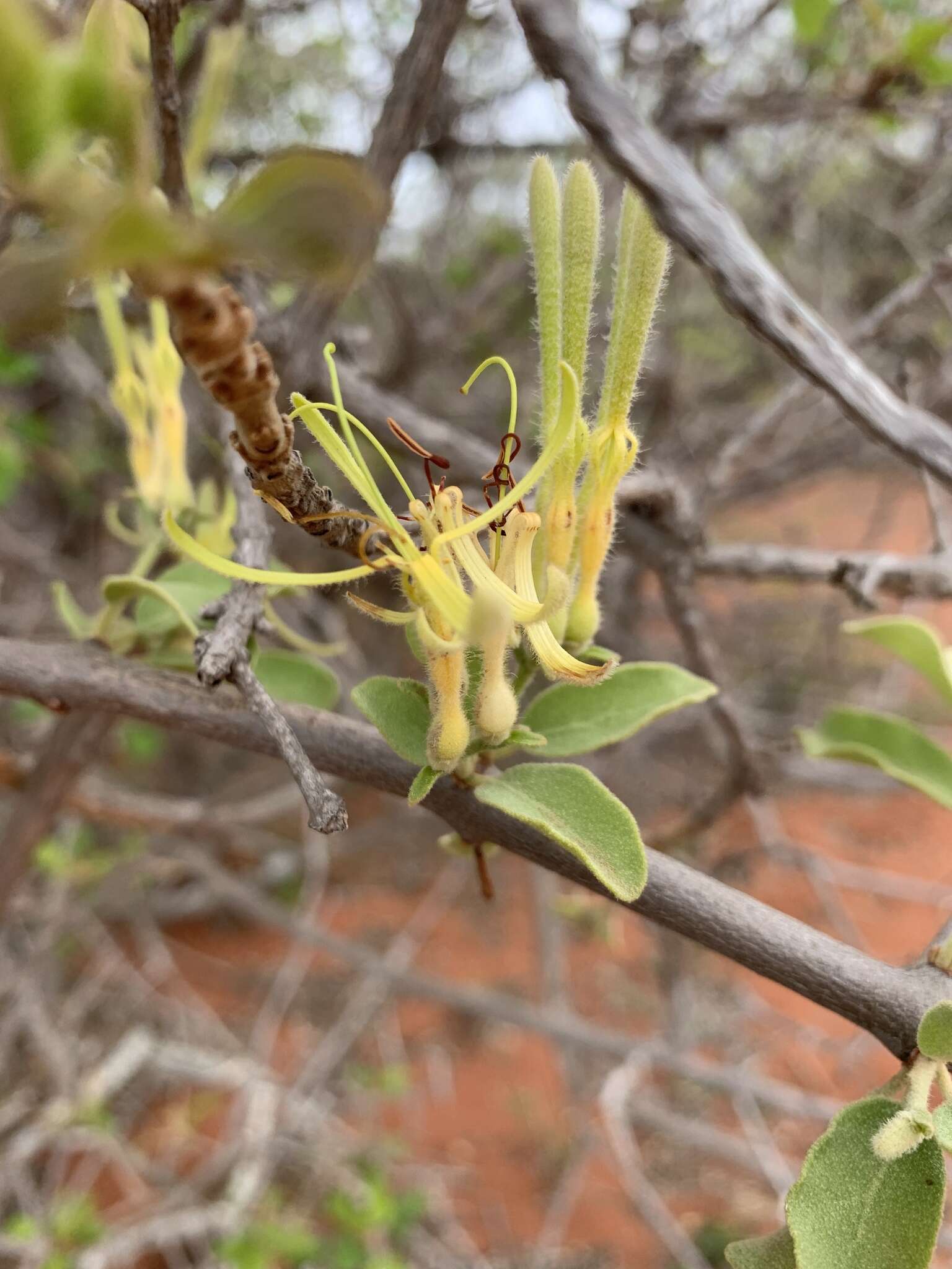 Imagem de Erianthemum ngamicum (Sprague) Danser