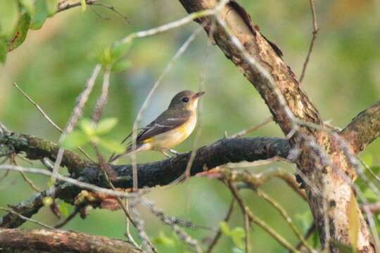 Image of Yellow-rumped Flycatcher