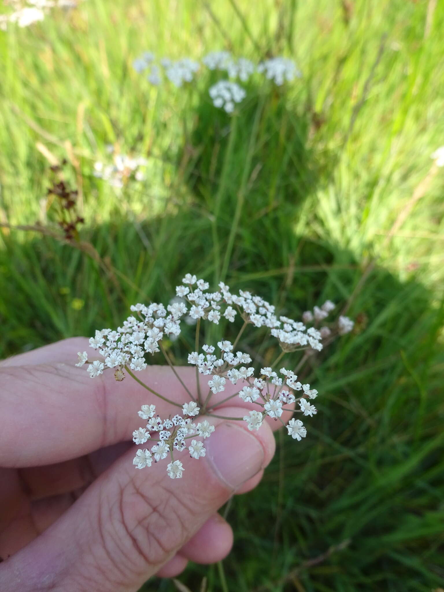 Image de Carum verticillatum (L.) W. D. J. Koch