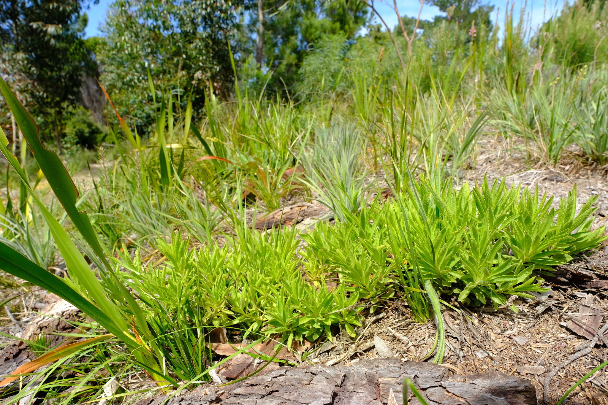 Image of Salvia granitica Hochst.