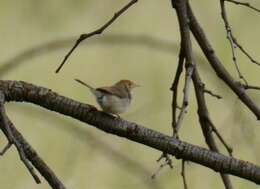 Imagem de Cisticola fulvicapilla dexter Clancey 1971