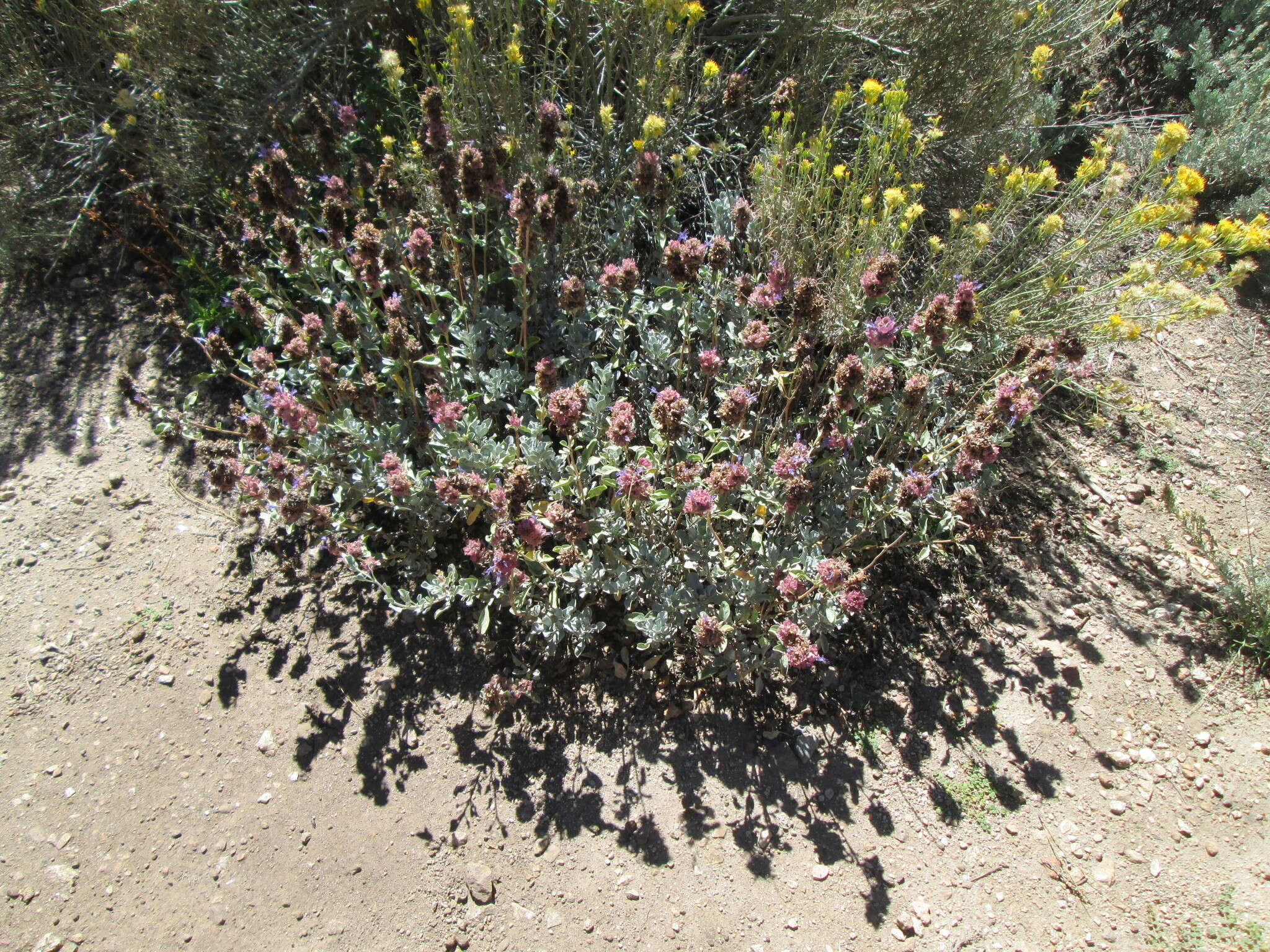 Sivun Salvia pachyphylla Epling ex Munz kuva