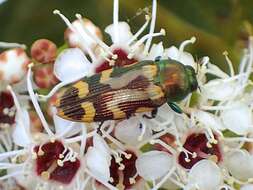 Sivun Castiarina flavopicta (Boisduval 1835) kuva