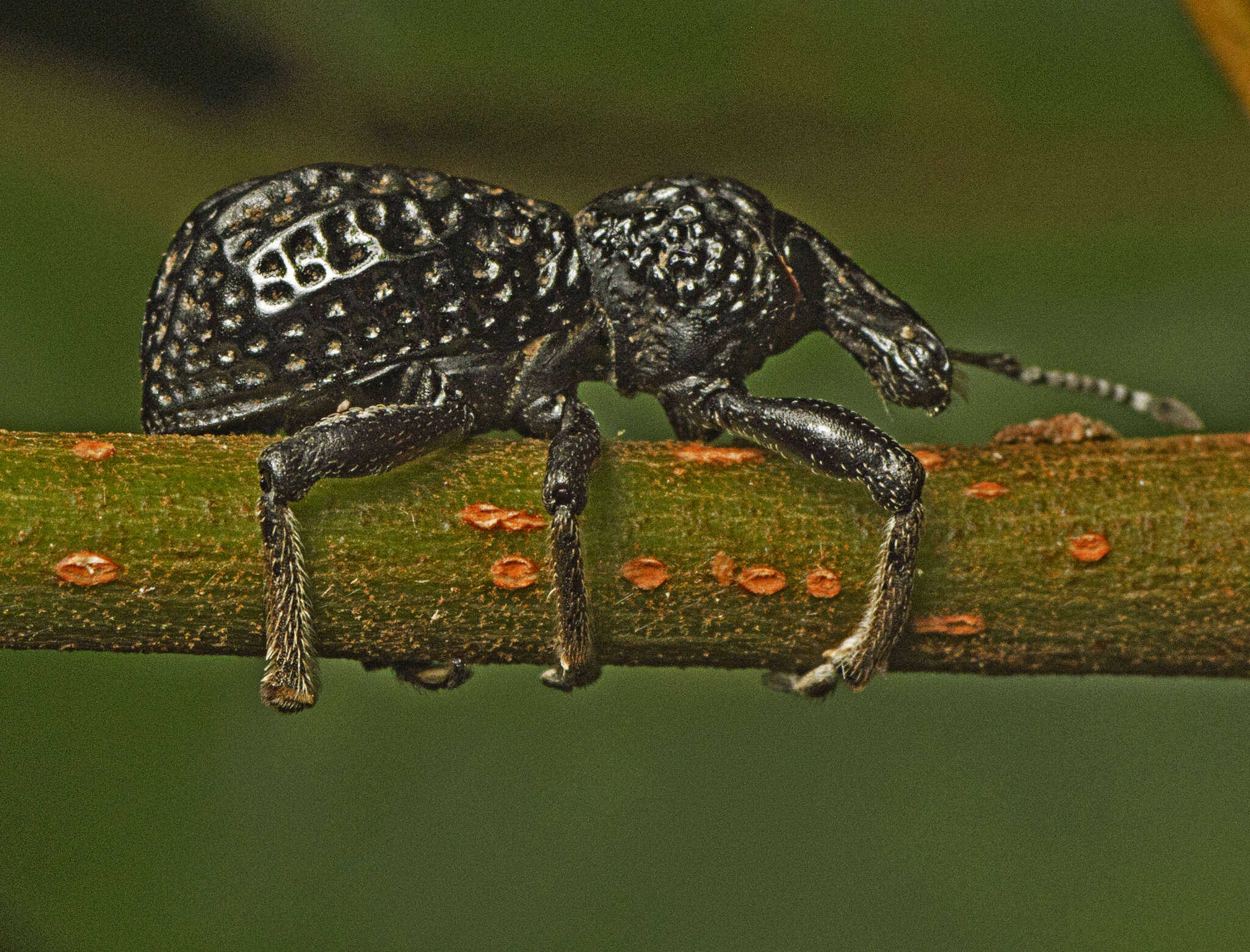 Image of Zymaus angustus Lea 1910