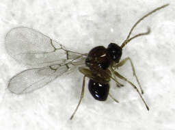 صورة Alloxysta thorpei