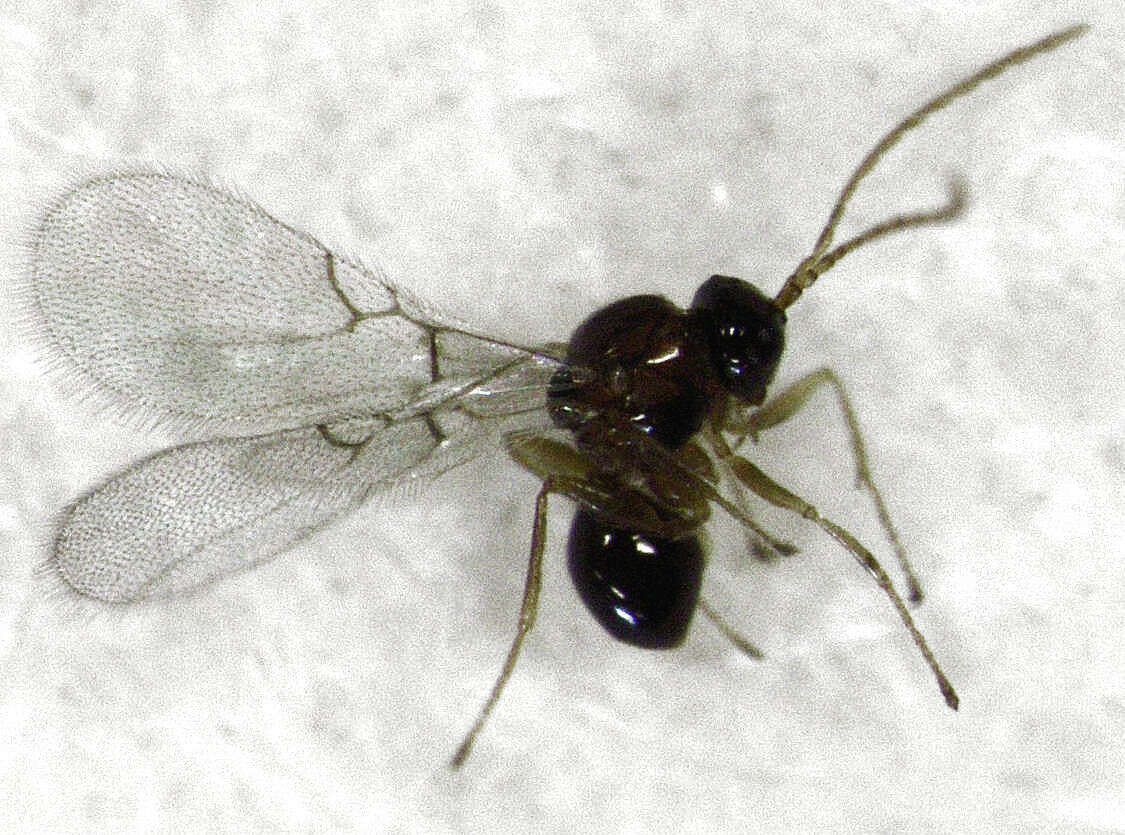 Image of Alloxysta thorpei