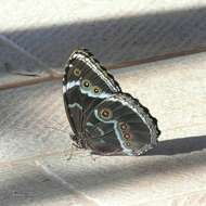 Morpho helenor achillides的圖片