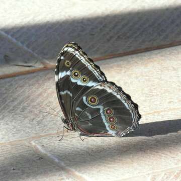 Imagem de Morpho helenor achillides