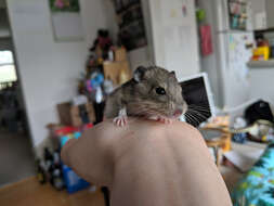 Image of Big-eared Woodrat