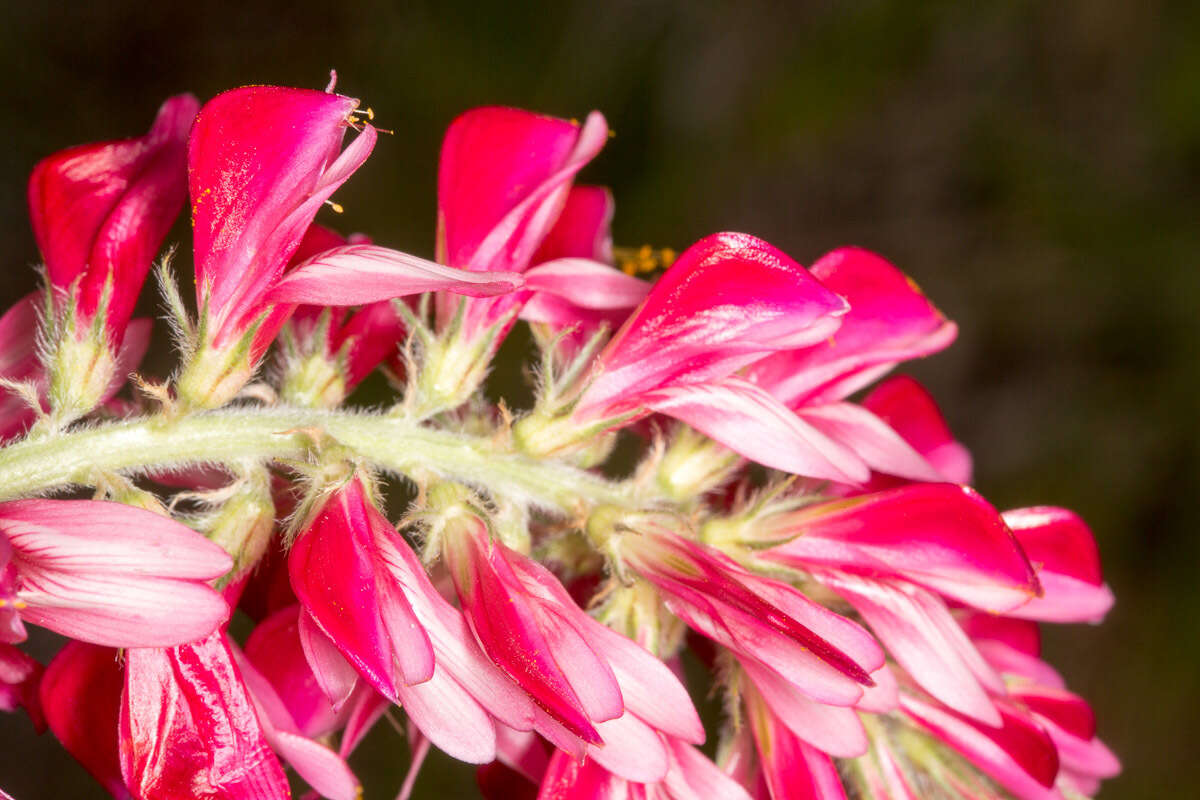 Image of <i>Sulla coronaria</i>