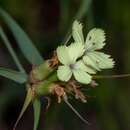 صورة Dianthus balbisii subsp. knappii (Pant.) Peruzzi & Uzunov