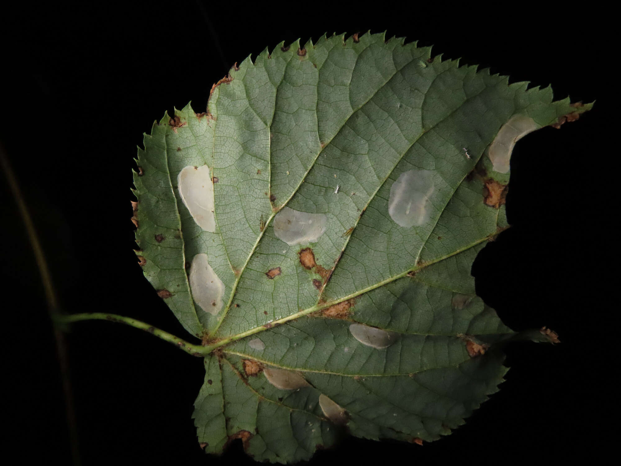 Phyllonorycter issikii (Kumata 1963) resmi