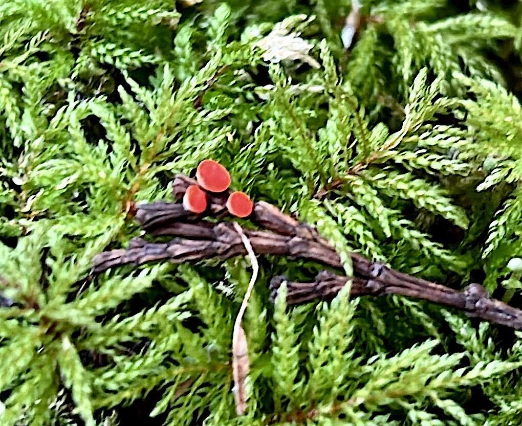 Plancia ëd Pseudopithyella minuscula (Boud. & Torrend) Seaver 1928