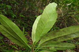 Image of Cartrema matsumurana (Hayata) de Juana