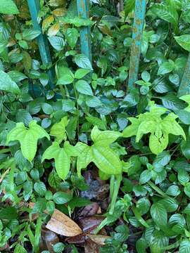 Image of Zanzibar yam